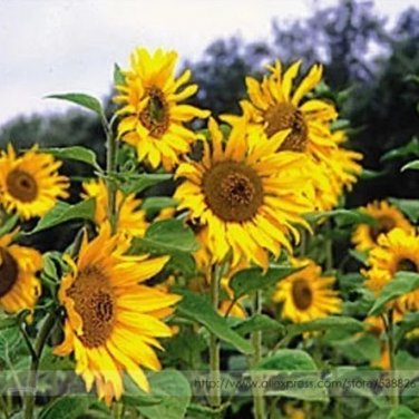 15 seeds Tarahumara Sunflower Seeds