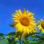 15 seeds Tarahumara Sunflower Seeds