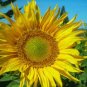 15 seeds Tarahumara Sunflower Seeds