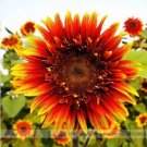 15 seeds The Joker Beautiful Bicolor Ornamental Sunflower Seeds