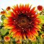 15 seeds The Joker Beautiful Bicolor Ornamental Sunflower Seeds