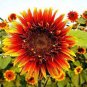 15 seeds The Joker Beautiful Bicolor Ornamental Sunflower Seeds