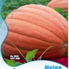 6 seeds Atlantic Giant Pumpkin Seeds
