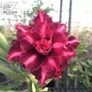 2 seeds 'Ji Yu' Adenium Desert Rose Bonsai Seeds