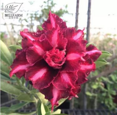 2 seeds 'Ji Yu' Adenium Desert Rose Bonsai Seeds