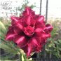 2 seeds 'Ji Yu' Adenium Desert Rose Bonsai Seeds