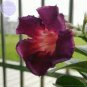 2 seeds 'Ji Yu' Adenium Desert Rose Bonsai Seeds