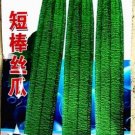15 seeds Short Loofah Organic Seeds