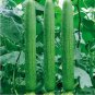 15 seeds Short Loofah Organic Seeds