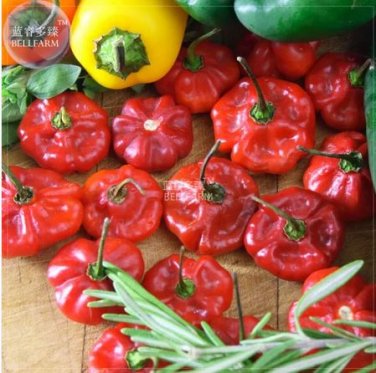 15 seeds Scotch Bonnet Red (Yellow) Hot Pepper Vegetable Seeds