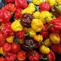 15 seeds Scotch Bonnet Red (Yellow) Hot Pepper Vegetable Seeds