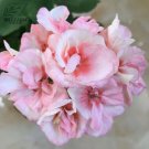 10 seeds Geranium Peach Pink Light Color Ball-types Bonsai Flowers