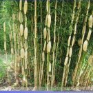 30 seeds Clumping Bamboo Seeds