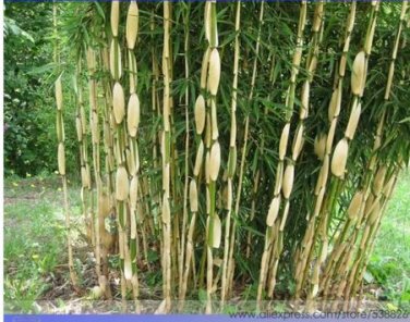 30 seeds Clumping Bamboo Seeds