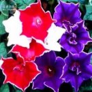 50 seeds Mixed Kikyo-zaki Morning Glory