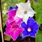 50 seeds Mixed Kikyo-zaki Morning Glory
