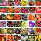 100 seeds Bonsai Tomato Giant 36 Types of Vegetable Fruits