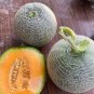 10 seeds Korea Sweet Melon Seeds Very Delicious Hami Melon Muskmelon