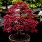60 seeds Rare Red Japanese Maple Seeds Acer (Palmatum atropurpureum) Bonsai Seeds