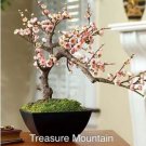 2 seeds Heirloom Bonsai Pink Peach Flower Seeds