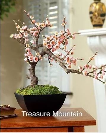 2 seeds Heirloom Bonsai Pink Peach Flower Seeds