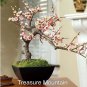 2 seeds Heirloom Bonsai Pink Peach Flower Seeds