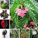 100 seeds  Mixed Begonia Flowers Seeds