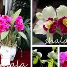 100 seeds Cattleya Hibrida Bonsai Orchids Seeds