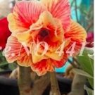 2 seeds Adenium Seeds Double Flowers Desert Rose Golden Flowers with Rose Red Stripes