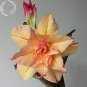 2 seeds Adenium Seeds Double Flowers Desert Rose Golden Flowers with Rose Red Stripes