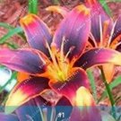 2 seeds Amaryllis Bulbs Black Red Golden Trible Color