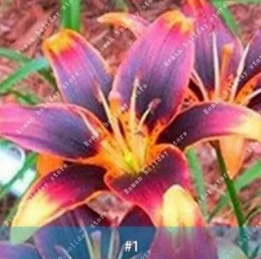 2 seeds Amaryllis Bulbs Black Red Golden Trible Color