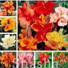 200 seeds Canna Lily Flore Outdoor Indoor Seeds