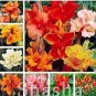 200 seeds Canna Lily Flore Outdoor Indoor Seeds