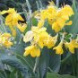 200 seeds Canna Lily Flore Outdoor Indoor Seeds