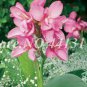 200 seeds Canna Lily Flore Outdoor Indoor Seeds