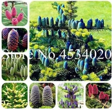 30 seeds Korean Fir Tree Seeds Abies Koreana - Mixed