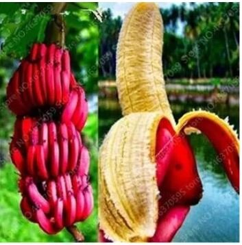 100 seeds Dwarf Banana Seeds - Dark Red Skin