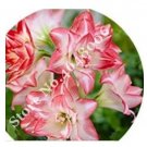 100 seeds Amaryllis Seed Not Bulbs - Water Pink Color