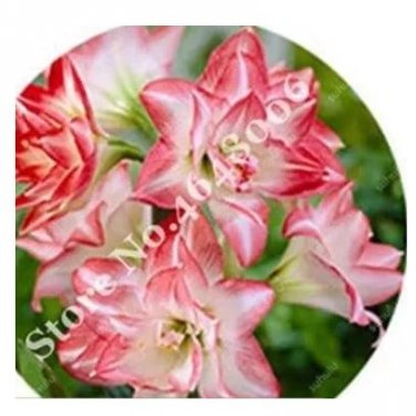 100 seeds Amaryllis Seed Not Bulbs - Water Pink Color