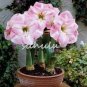 100 seeds Amaryllis Seed Not Bulbs - Water Pink Color