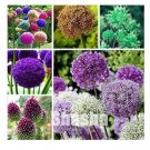 100 seeds Giant Allium Giganteum Seeds - Mixed 6 Colors