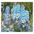 120 seeds Delphinium Seeds - Light Bright Blue Colors