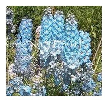 120 seeds Delphinium Seeds - Light Bright Blue Colors