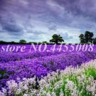 200 seeds French Provence Lavender Seeds