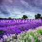 200 seeds French Provence Lavender Seeds