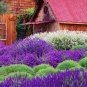 200 seeds French Provence Lavender Seeds