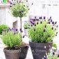 200 seeds French Provence Lavender Seeds
