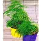 20 seeds Asparagus setaceus Perennial Seeds