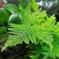 20 seeds Asparagus setaceus Perennial Seeds